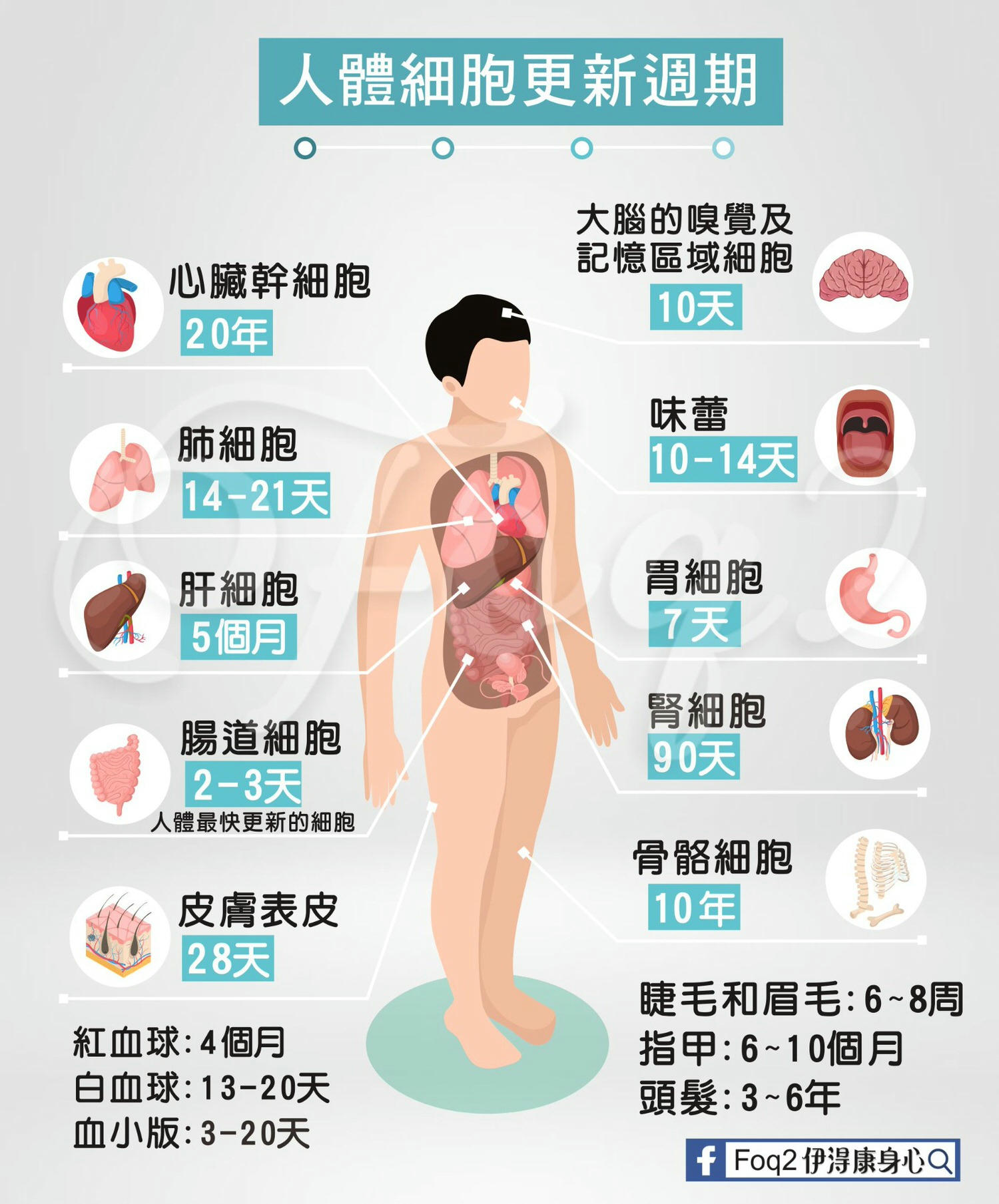 人體細胞更新週期表