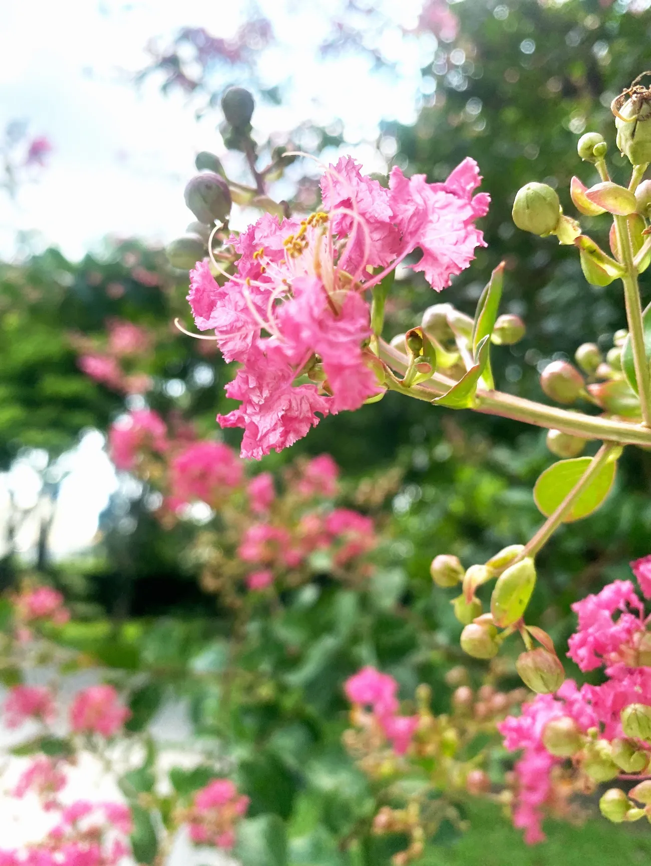 [彰化景點] 成美文化園 紫薇花季｜夏日粉色泡泡來臨｜永靖親子景點｜一秒置身國外｜拍照景點懶人攻略｜內附2022最新優惠