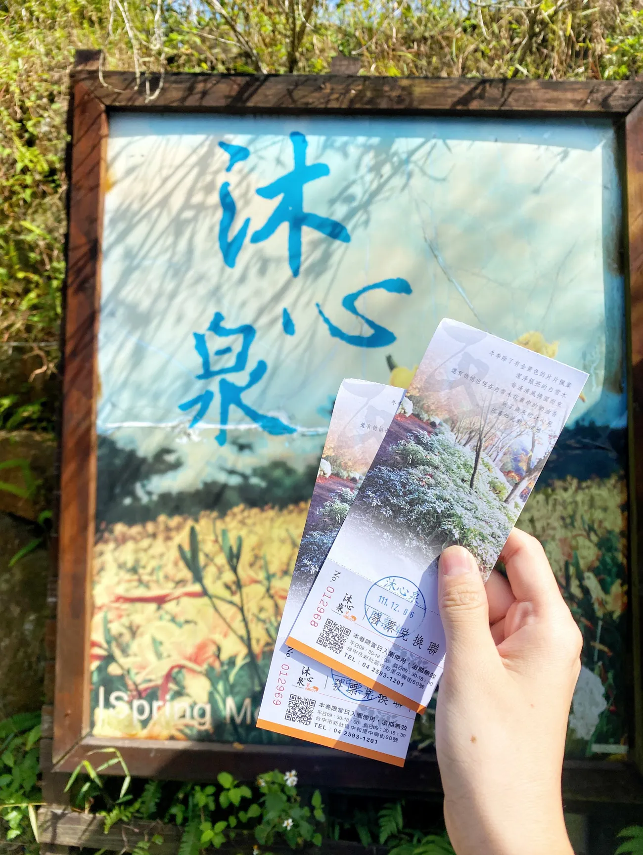 [台中新社] 沐心泉休閒農場｜超美的白雪木花季來啦！白雪木Ｘ黃金楓森林秘境 超好拍！