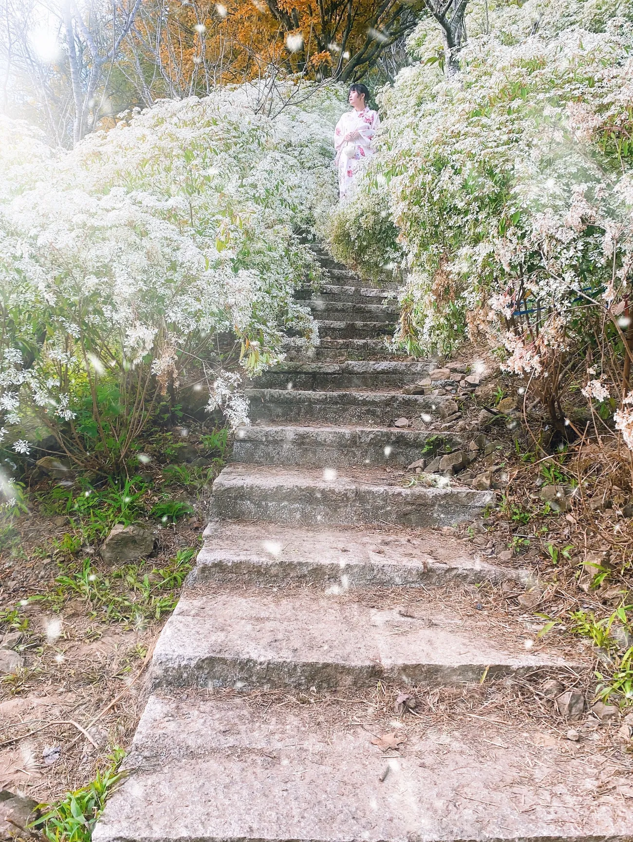 [台中新社] 沐心泉休閒農場｜超美的白雪木花季來啦！白雪木Ｘ黃金楓森林秘境 超好拍！