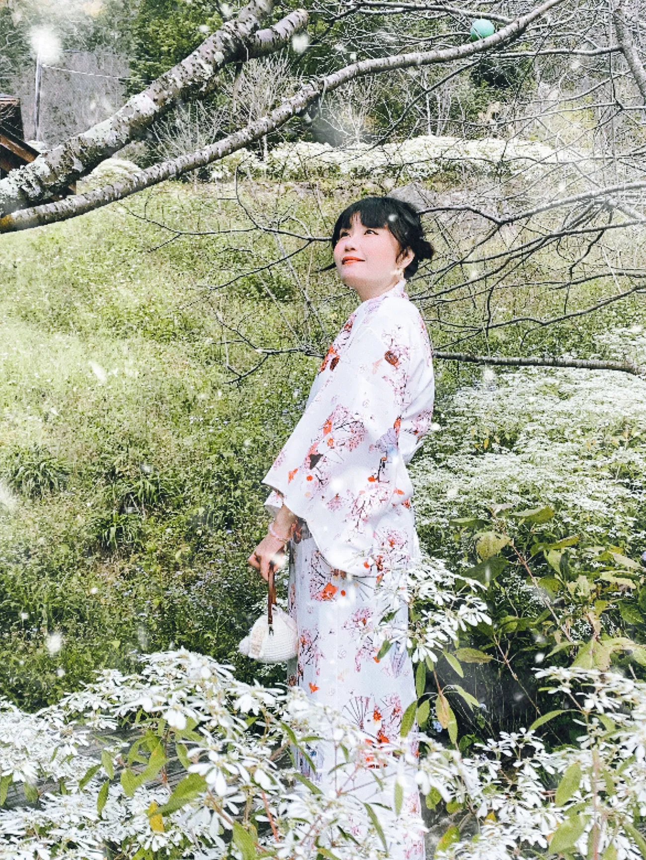 [台中新社] 沐心泉休閒農場｜超美的白雪木花季來啦！白雪木Ｘ黃金楓森林秘境 超好拍！