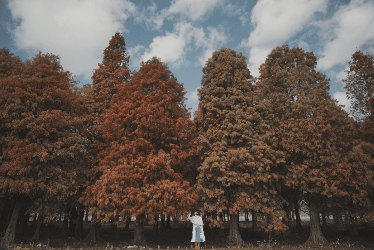 [彰化大村] 彰化大村落羽松秘境｜超大片落羽松Ｘ油菜花田超夢幻！12月-1月季節限定！免門票景點