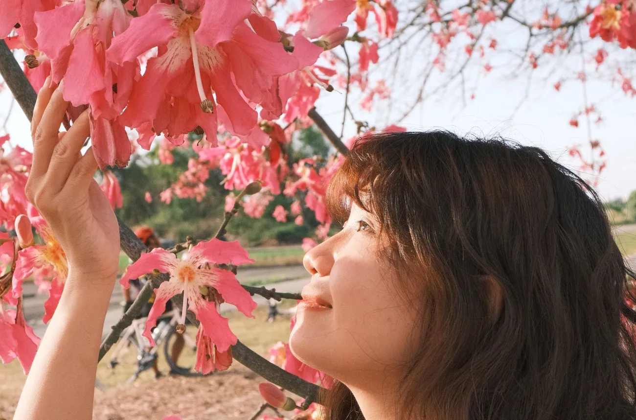 [彰化二林] 香田國小美人樹步道｜枝條垂落美人樹爆發｜浪漫粉色花海｜秋季限定美景｜2023.11.12花況