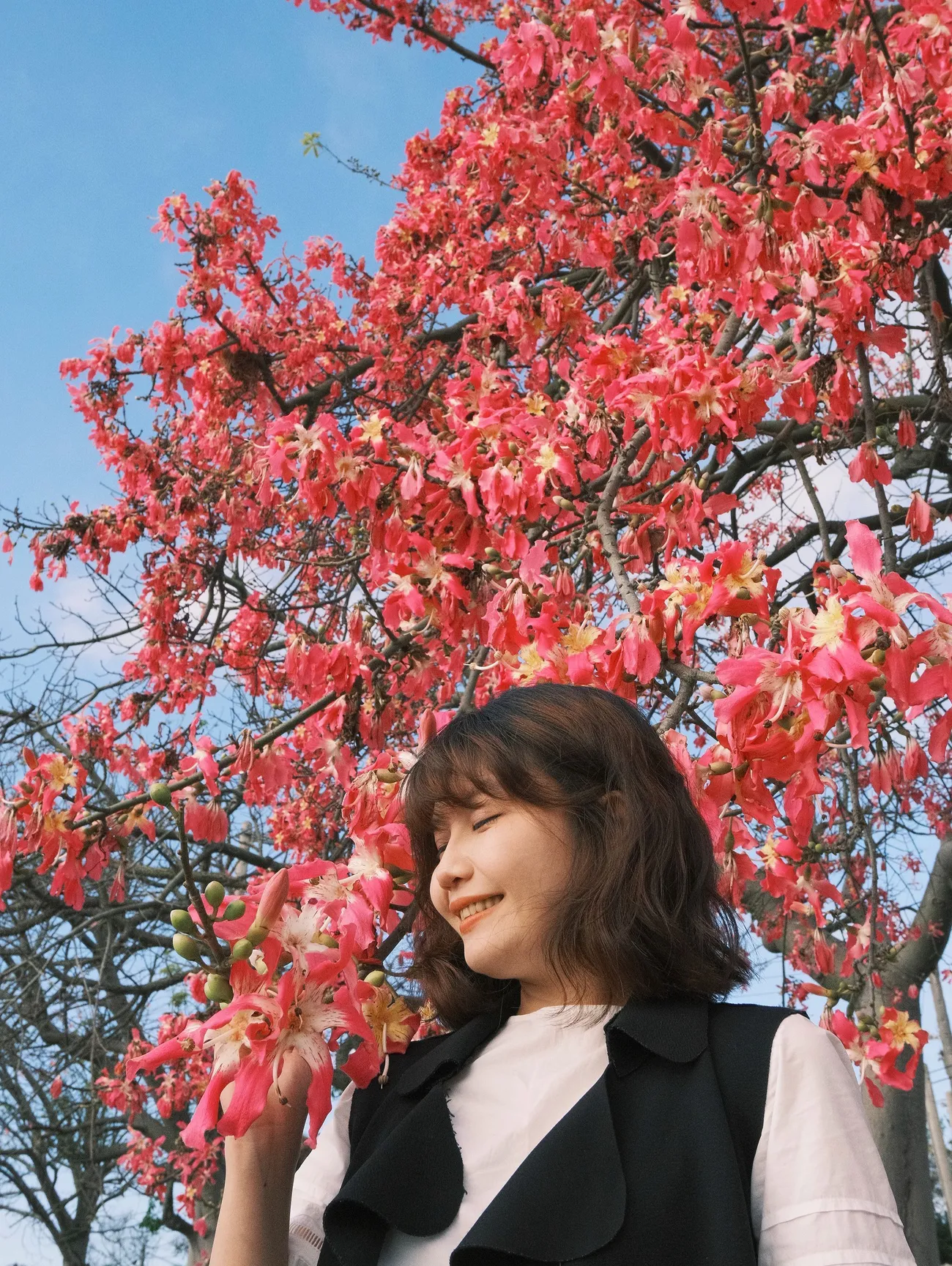 [彰化二林] 香田國小美人樹步道｜枝條垂落美人樹爆發｜浪漫粉色花海｜秋季限定美景｜2023.11.12花況