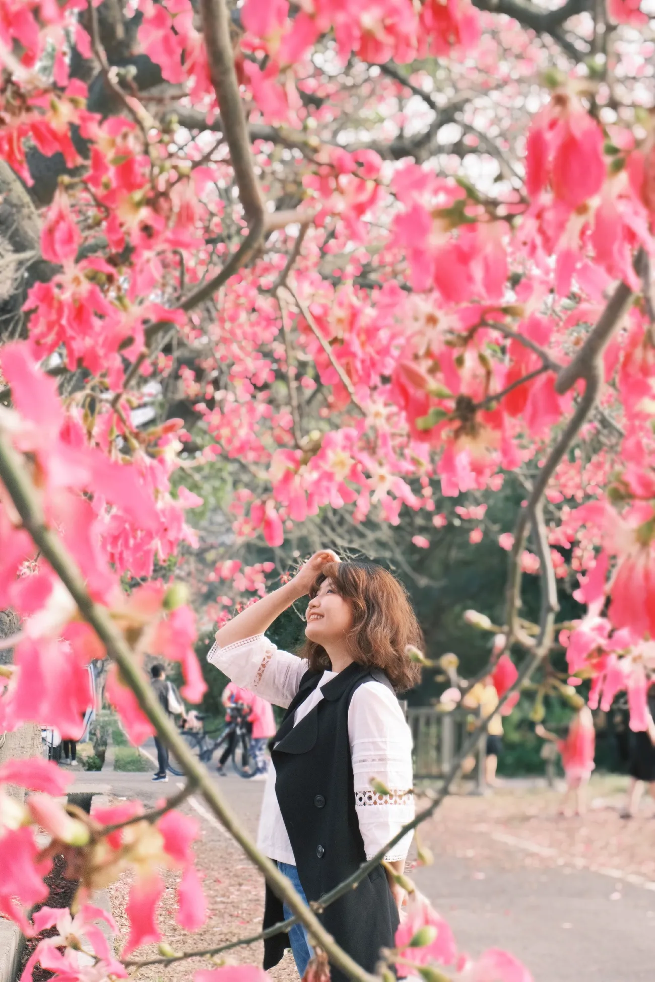 [彰化二林] 香田國小美人樹步道｜枝條垂落美人樹爆發｜浪漫粉色花海｜秋季限定美景｜2023.11.12花況