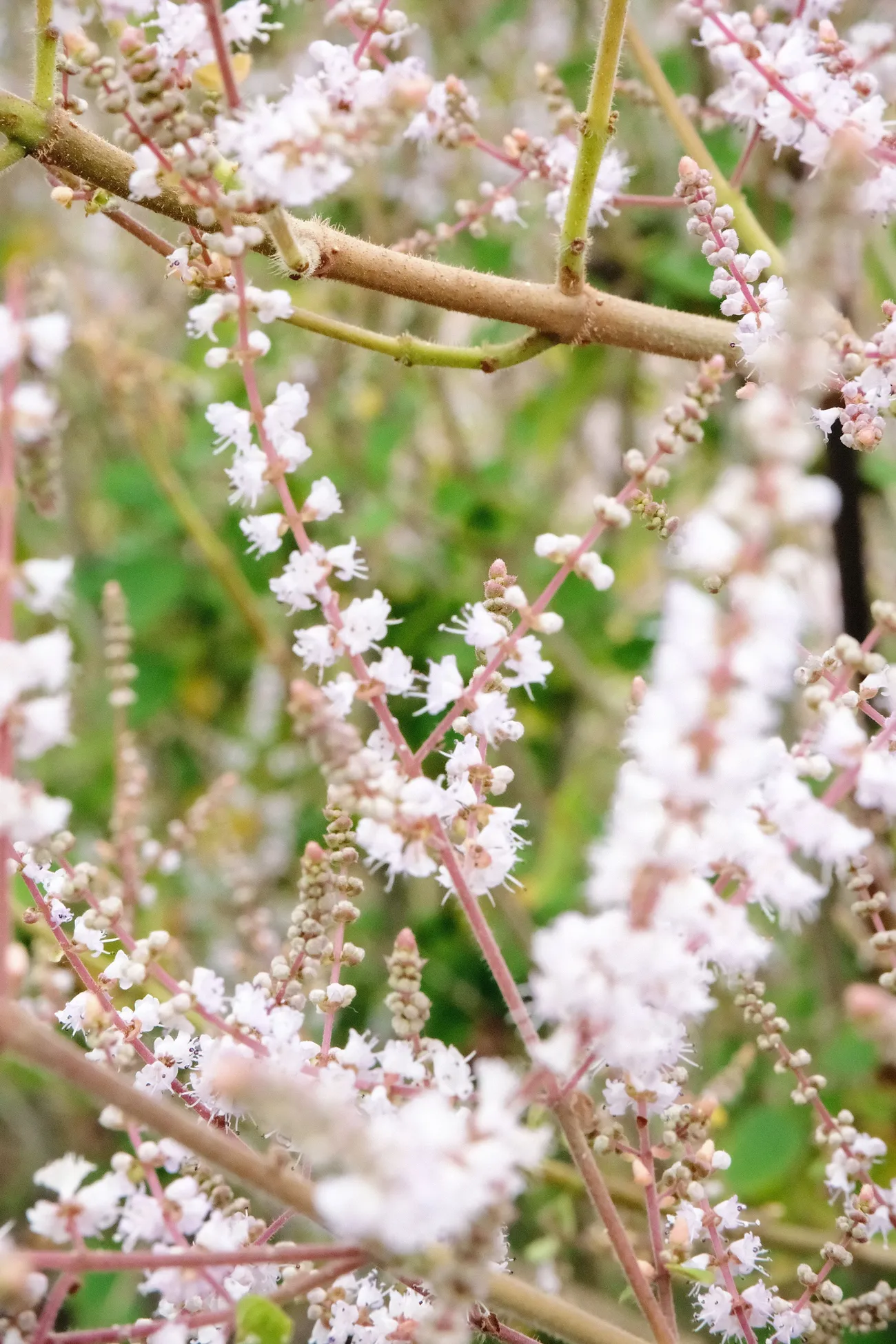 [南投中寮] 瑰蜜甜心玫瑰園｜夢幻麝香木花滿開中！彷彿置身在紫色花海｜超絕美麝香木隧道等你來朝聖｜預計3月底結束花季