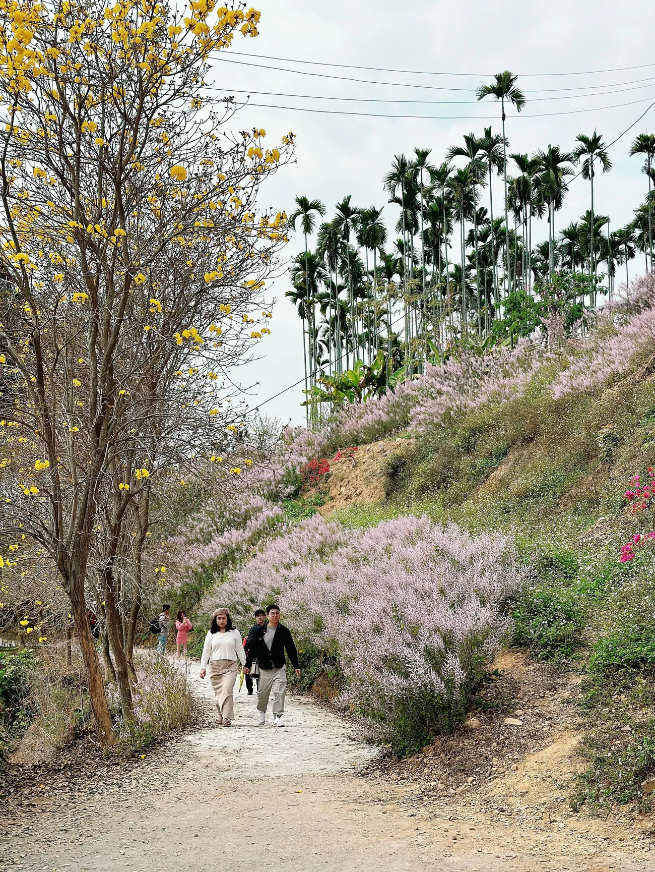 [南投中寮] 瑰蜜甜心玫瑰園｜夢幻麝香木花滿開中！彷彿置身在紫色花海｜超絕美麝香木隧道等你來朝聖｜預計3月底結束花季