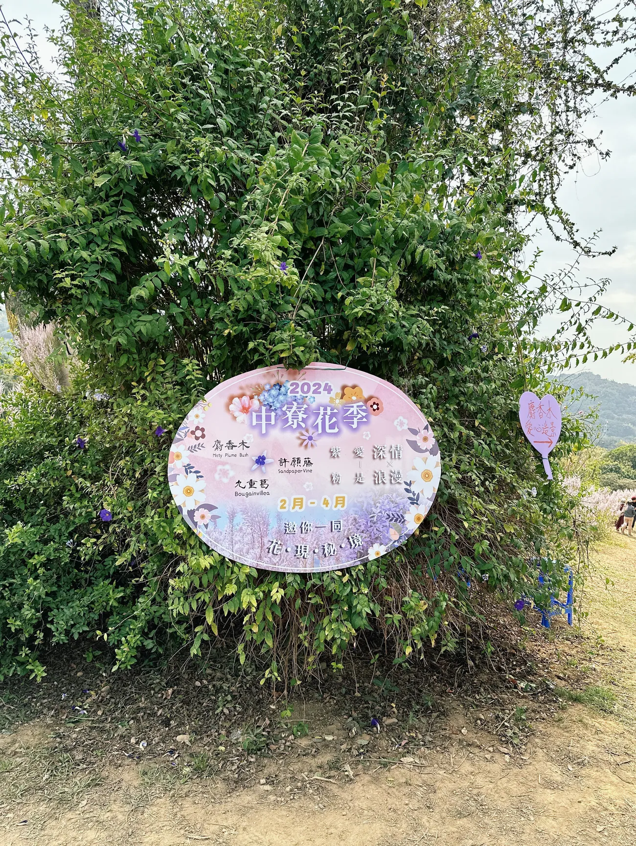 [南投中寮] 瑰蜜甜心玫瑰園｜夢幻麝香木花滿開中！彷彿置身在紫色花海｜超絕美麝香木隧道等你來朝聖｜預計3月底結束花季