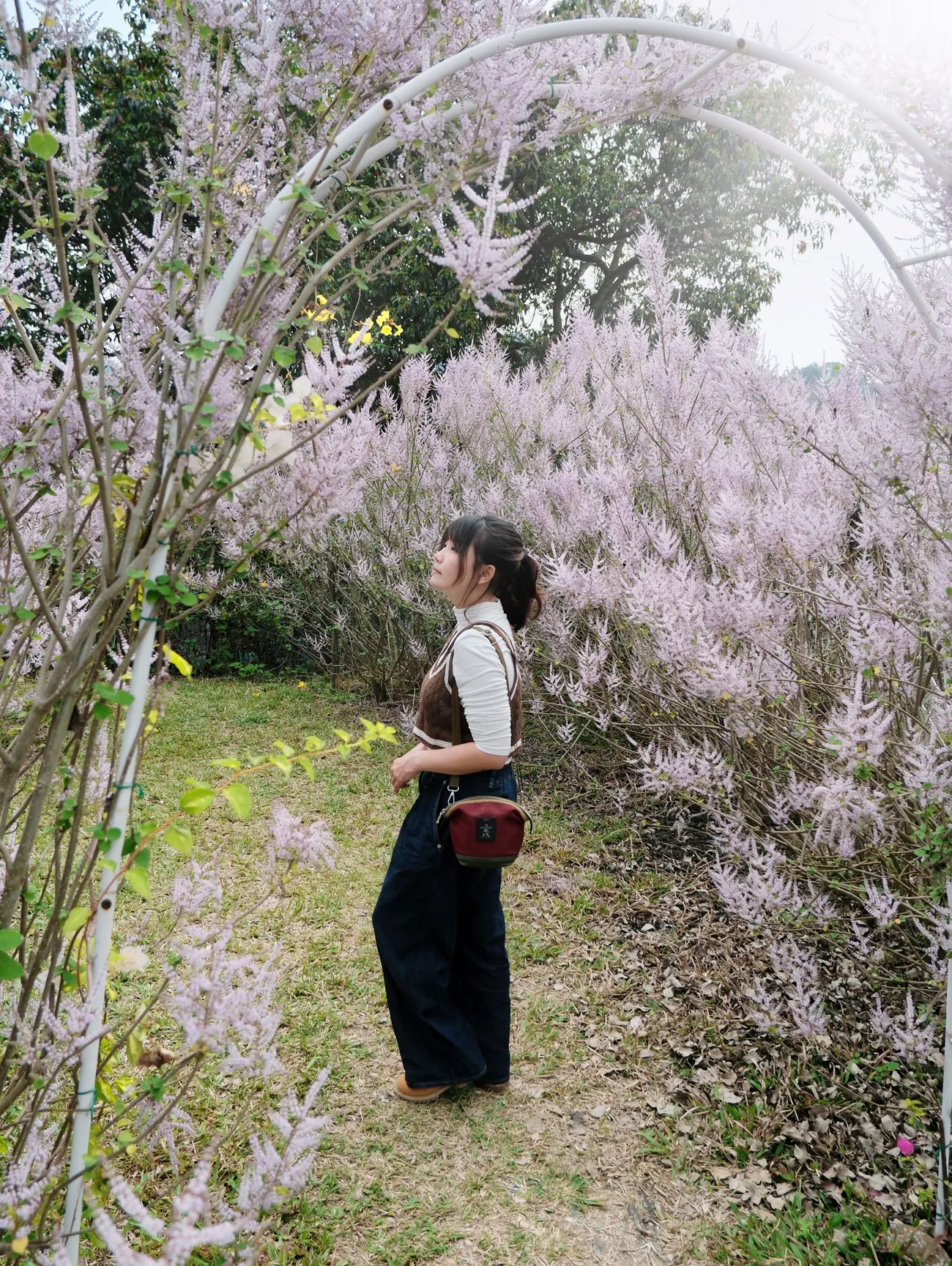 [南投中寮] 瑰蜜甜心玫瑰園｜夢幻麝香木花滿開中！彷彿置身在紫色花海｜超絕美麝香木隧道等你來朝聖｜預計3月底結束花季