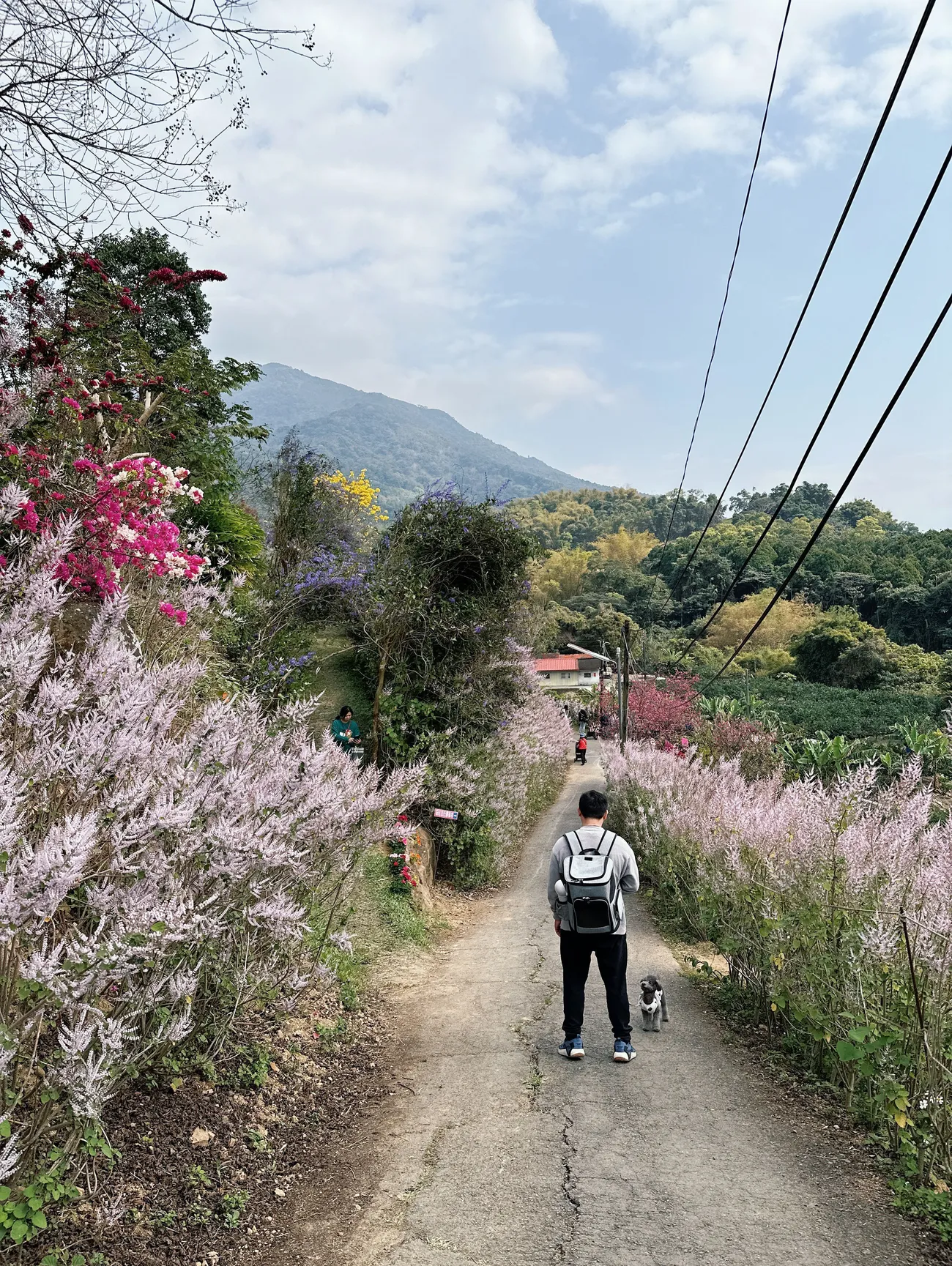 [南投中寮] 瑰蜜甜心玫瑰園｜夢幻麝香木花滿開中！彷彿置身在紫色花海｜超絕美麝香木隧道等你來朝聖｜預計3月底結束花季