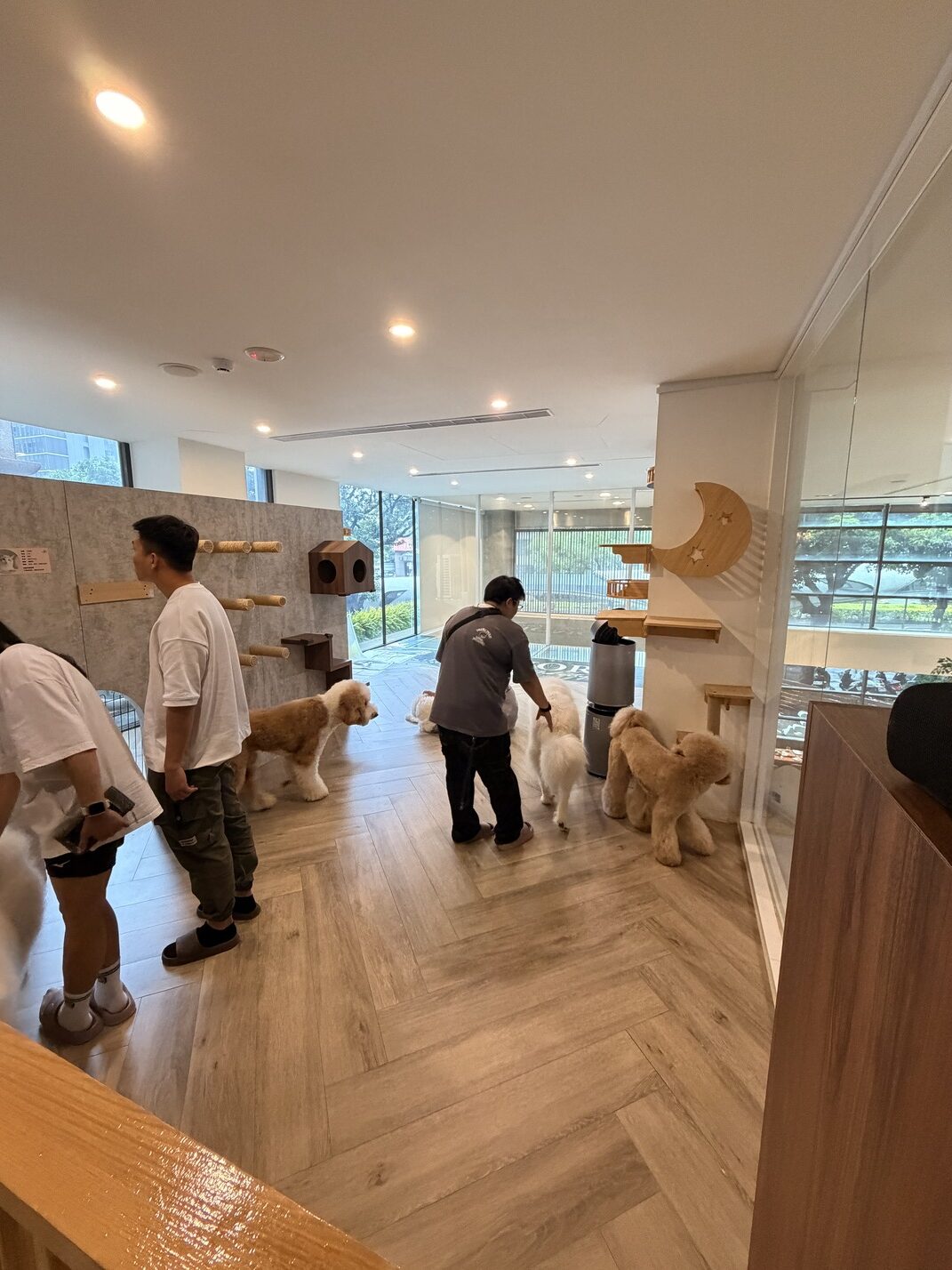 [台中西區] 毛五木-Momori Café & Bar｜森林系玻璃屋｜免費嚕大狗狗｜毛孩也能一起享用美食的療癒空間！